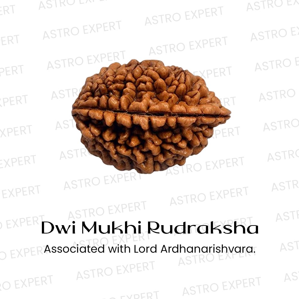 Dwi Mukhi Rudraksha