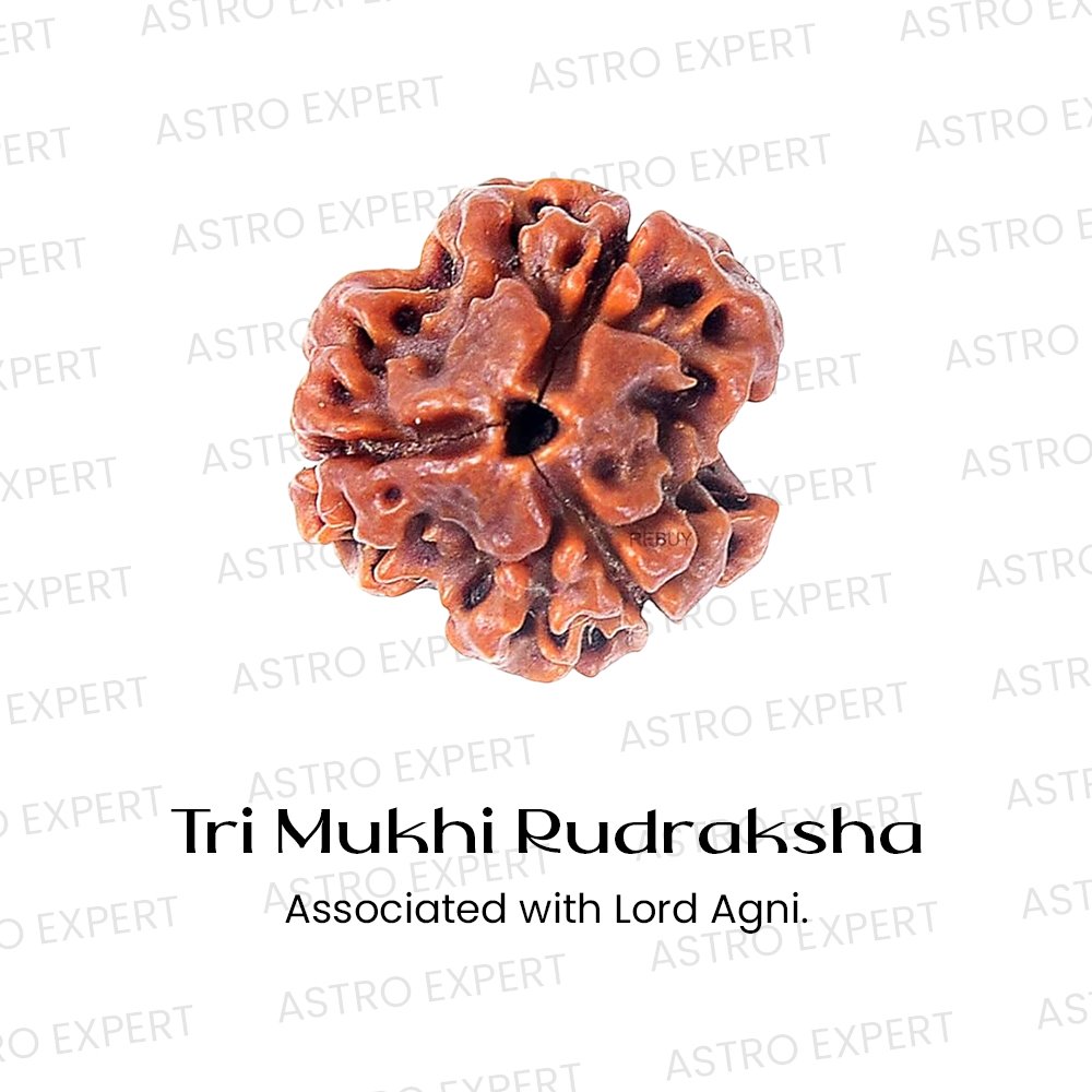 Tri Mukhi Rudraksha