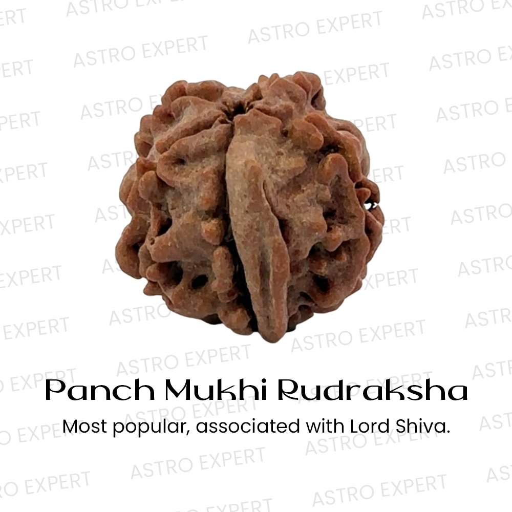 Panch Mukhi Rudraksha