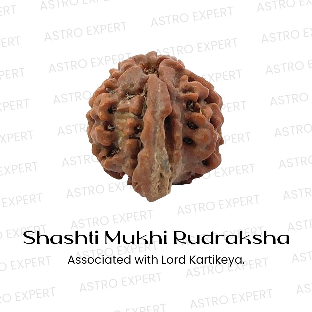 Shashti Mukhi Rudraksha