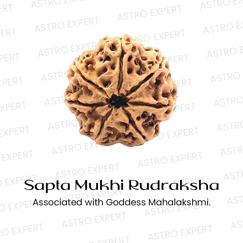 Sapta Mukhi Rudraksha