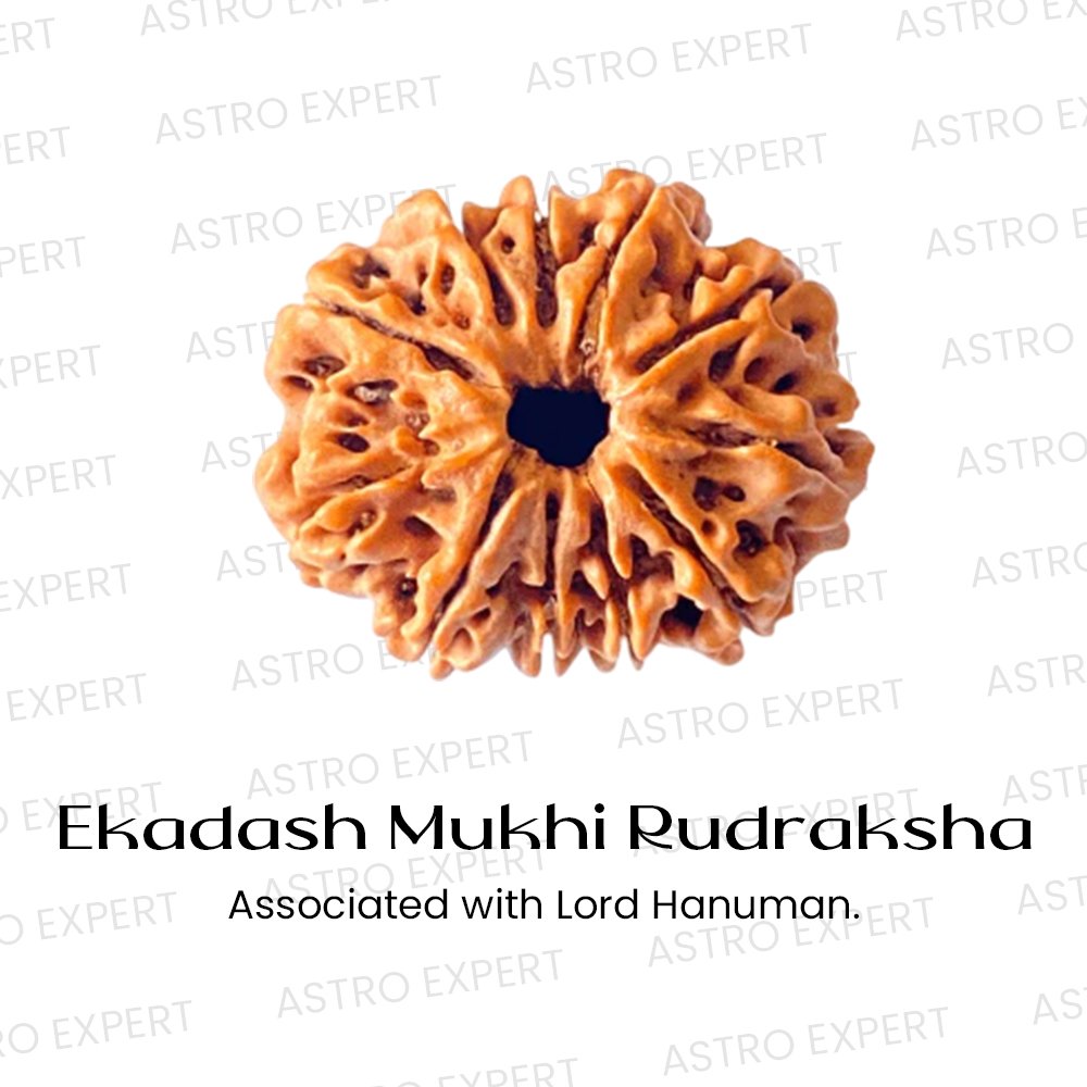 Ekadash Mukhi Rudraksha