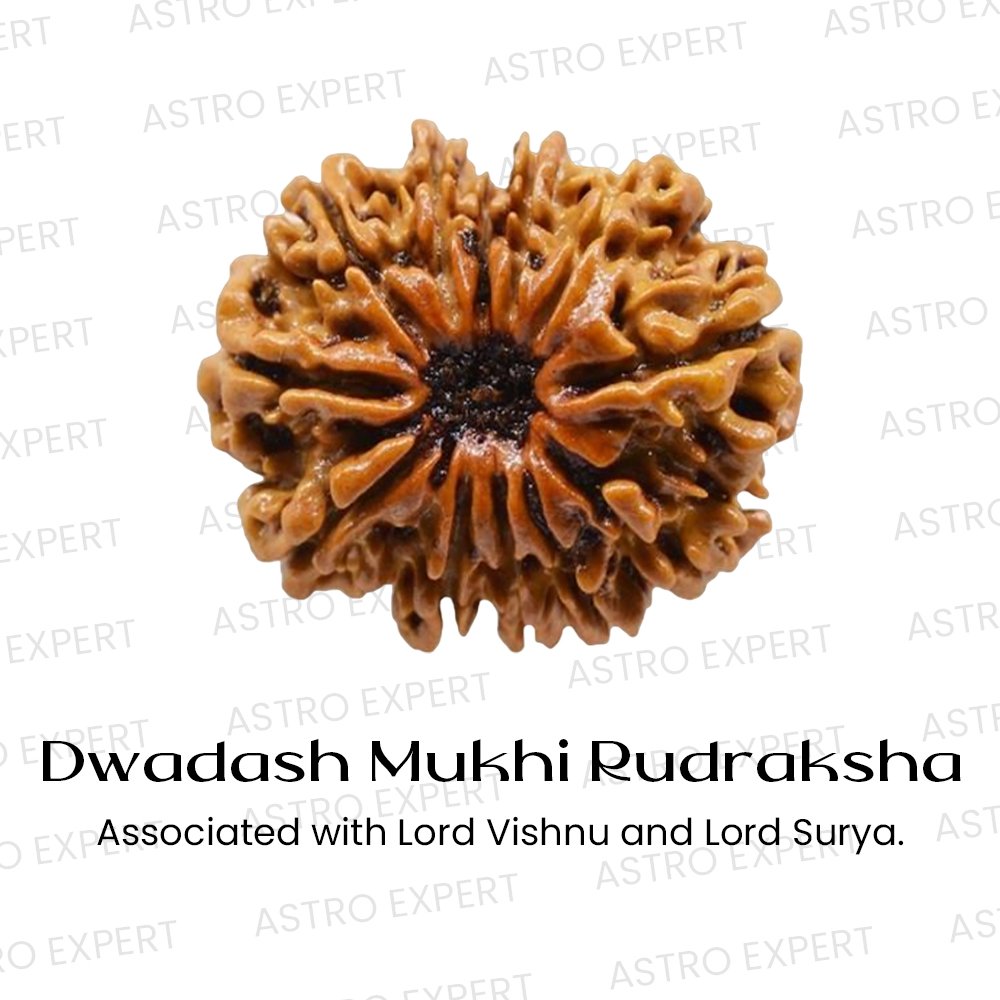 Dwadash Mukhi Rudraksha
