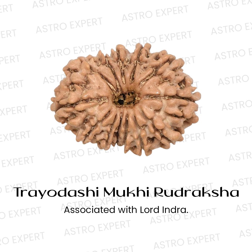 Trayodashi Mukhi Rudraksha