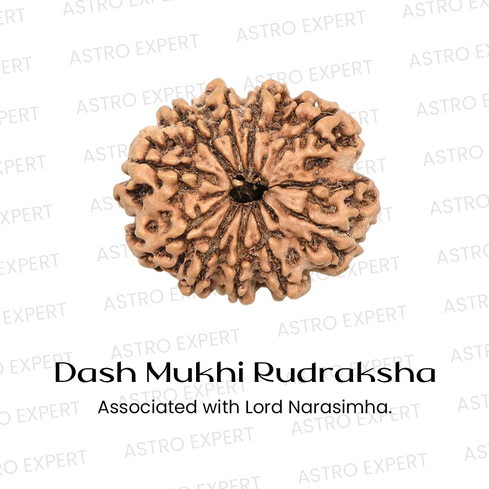 Dash Mukhi Rudraksha